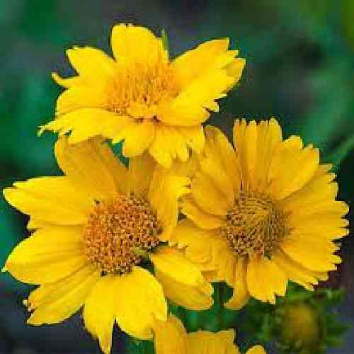 دانلود آهنگ افسوس که امشب شبک مهتاب است ای یار قد بلند شبنم ثریا